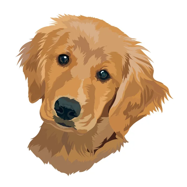 Altın Labrador Köpeği Yavrusu Köpek Portresi Vektör Illüstrasyonu — Stok Vektör