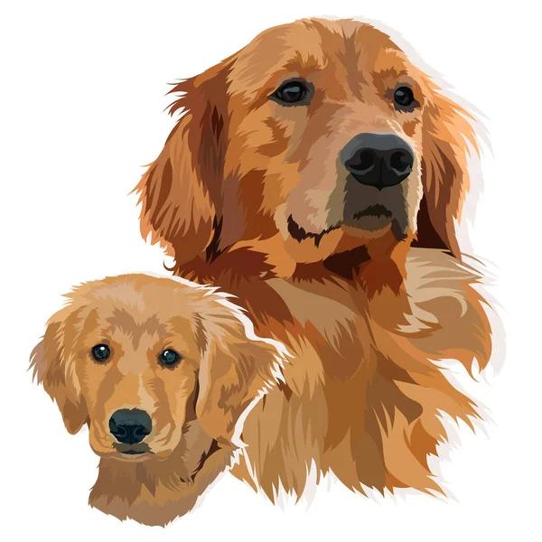 Porträt Eines Welpen Und Eines Erwachsenen Golden Labrador Retrievers Vektorillustration — Stockvektor
