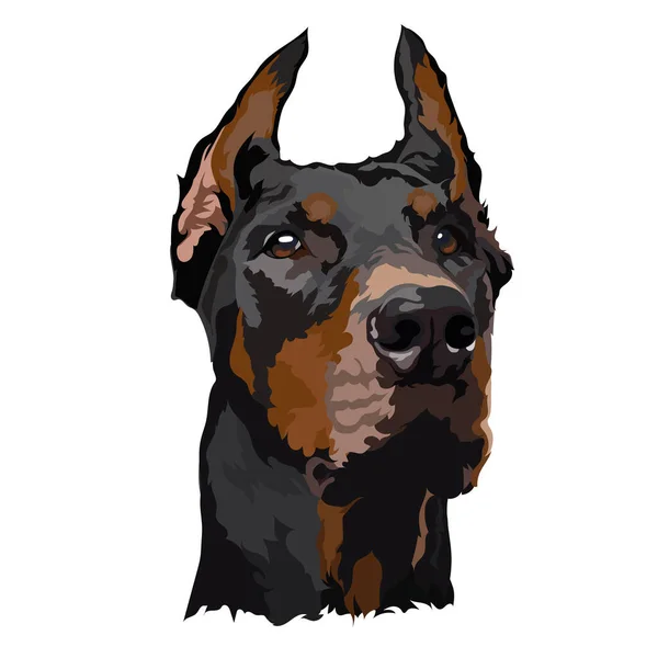 Doberman Vector Illustration Dog Portrait — Stock Vector