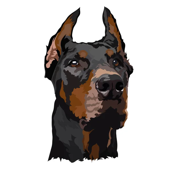 Doberman Illustrazione Vettoriale Ritratto Cane — Vettoriale Stock