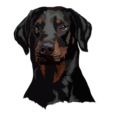 Doberman köpek portresi. Vektör illüstrasyonu
