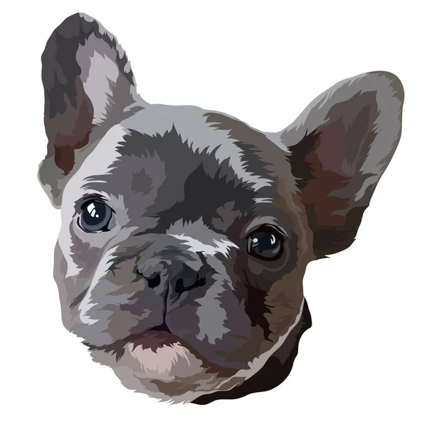 Retrato Bulldog Francês Ilustração Vetorial — Vetor de Stock