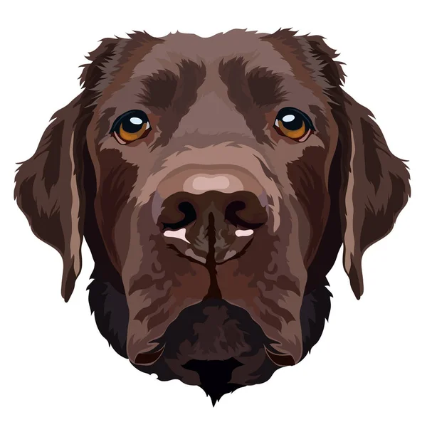 Portrait Chocolate Labrador Vector Illustration — Vetor de Stock