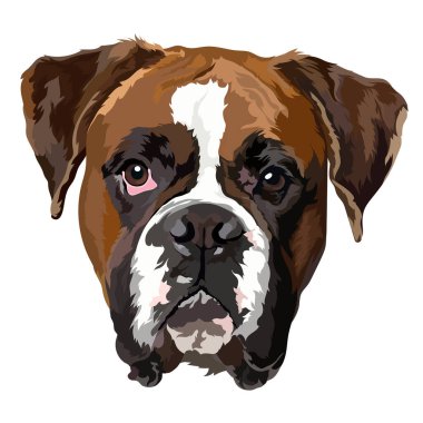 Portrait. German boxer vector illustration