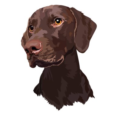 Chocolate Labrador puppy. Dog. Portrait. Vector illustration