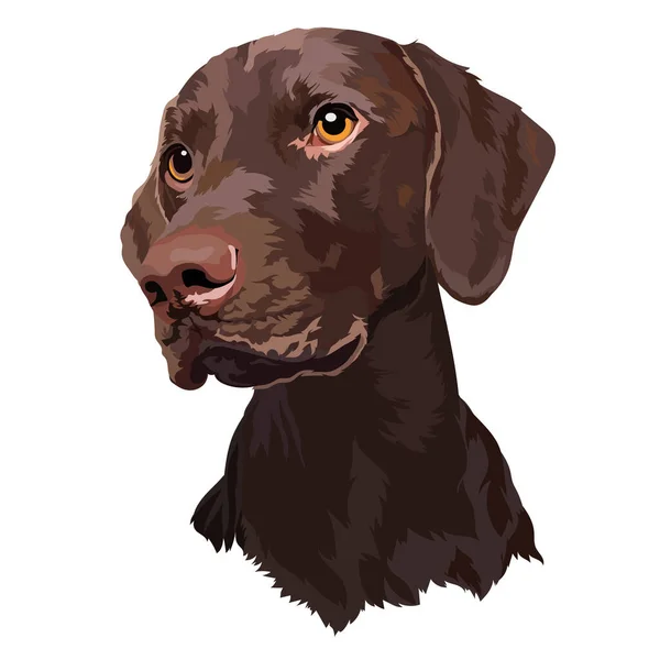 Chocolate Labrador puppy. Dog. Portrait. Vector illustration