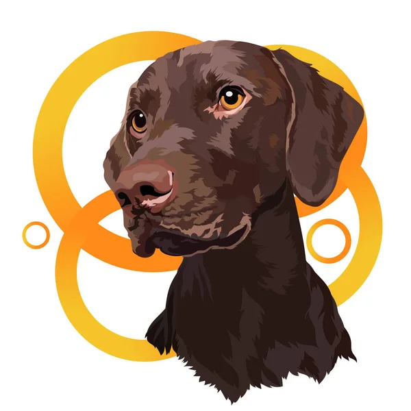 Chocolate Labrador Puppy Colored Background Portrait Vector Illustration — Stockvector