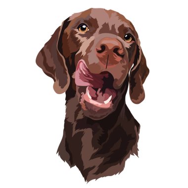 Chocolate Labrador puppy. Dog. Portrait. Vector 