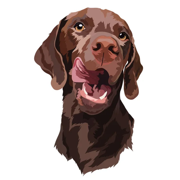 Chocolate Labrador Puppy Dog Portrait Vector — Wektor stockowy