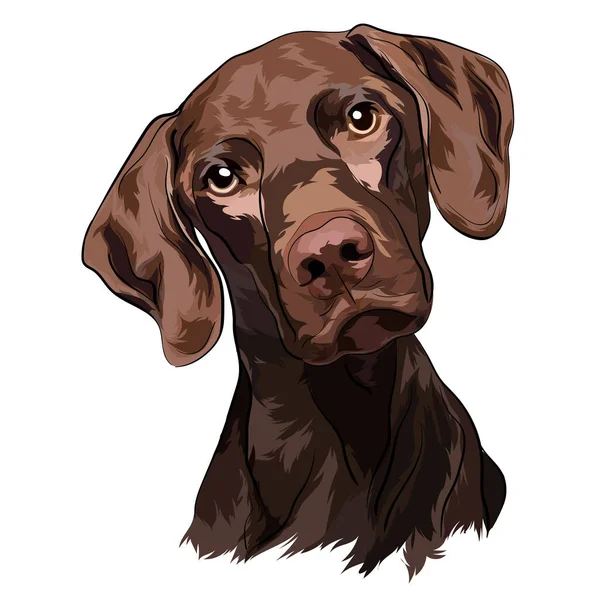 Chocolate Labrador Vector Illustration Portrait — Stock Vector
