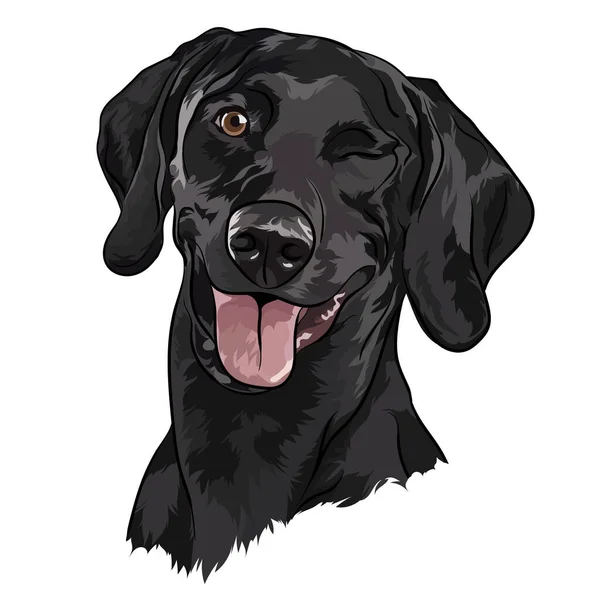 Černý Labrador Retrívr Portrét Vektorová Ilustrace — Stockový vektor