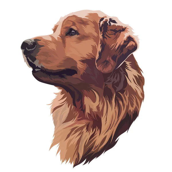 Zlatý Labrador Retrívr Vektorová Ilustrace Psí Portrét — Stockový vektor