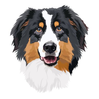 Sınır çoban köpeği portresi, vektör çizimi. Kafa, köpek.