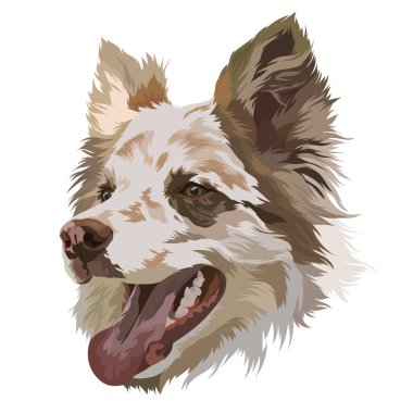 Collie Sınırı. Mermer rengi. Vektör çizimi. Dili dışarı sarkık bir köpeğin portresi.