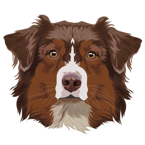 Шоколадный Колли Портрет Собаки Векторная Иллюстрация — стоковый вектор