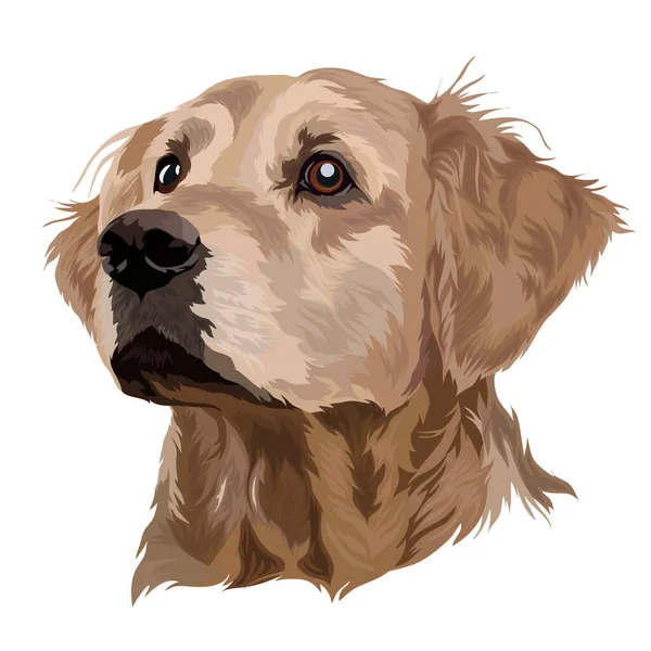 Hund Ras Golden Labrador Retriever Isolerad Vit Vektor Illustration — Stock vektor
