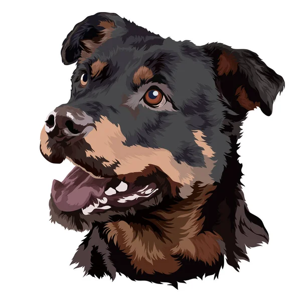 Head Rottweiler Dog Vector Illustration Portrait — Stock Vector