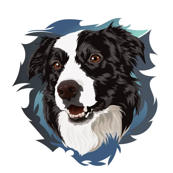 Lindo Retrato Borde Collie Ilustración Vectorial Retrato Sobre Fondo Color — Vector de stock