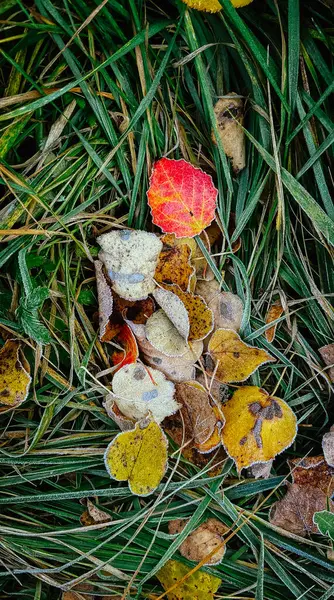 Folhas Outono Com Geada Grama — Fotografia de Stock