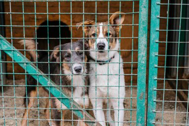 Köpek barınağında kafeste bir köpek