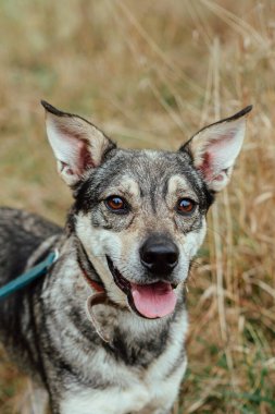 Tasmalı evsiz bir köpek.