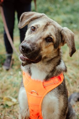 Tasmalı evsiz bir köpek.