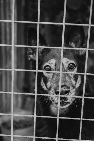 Köpek barınağında kafeste bir köpek