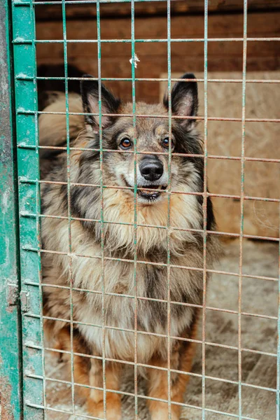 Hund Käfig Tierheim — Stockfoto