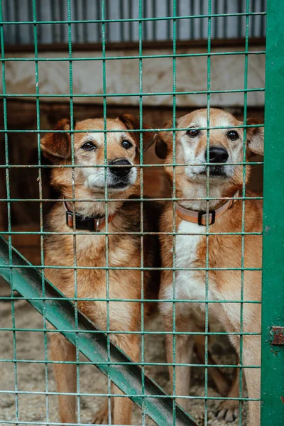 Cão Uma Jaula Abrigo Cão — Fotografia de Stock