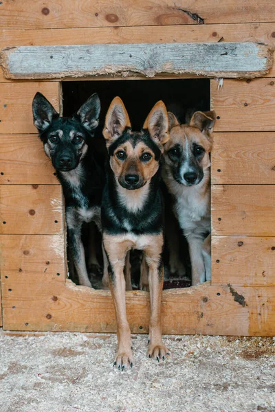 Perro Una Jaula Refugio Para Perros — Foto de Stock