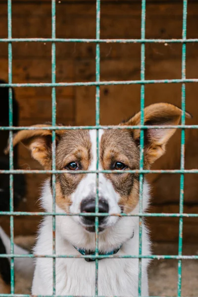 Perro Una Jaula Refugio Para Perros — Foto de Stock