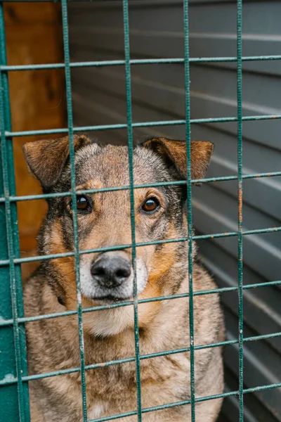 Chien Dans Une Cage Dans Refuge Pour Chiens — Photo