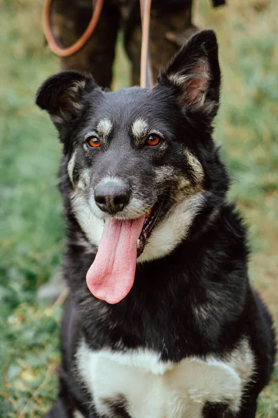 Dakloze Werf Hond Aan Een Riem — Stockfoto