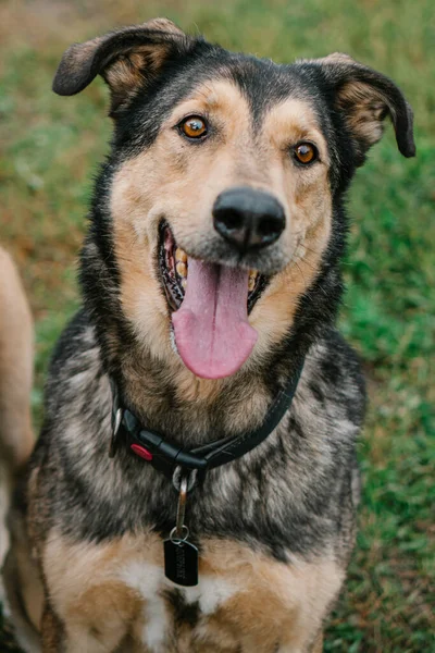 Tasmalı Evsiz Bir Köpek Telifsiz Stok Imajlar