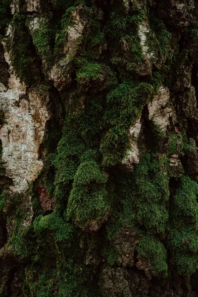 Green Moss Tree Trunk — Stock Photo, Image