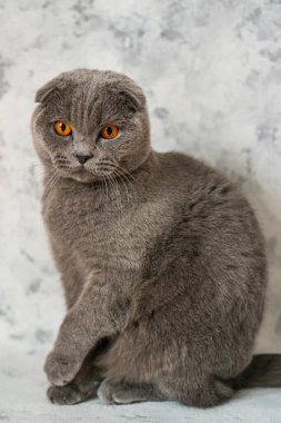 Kahverengi gözlü gri İngiliz kedisi beyaz bir duvarın arkasında oturuyor.