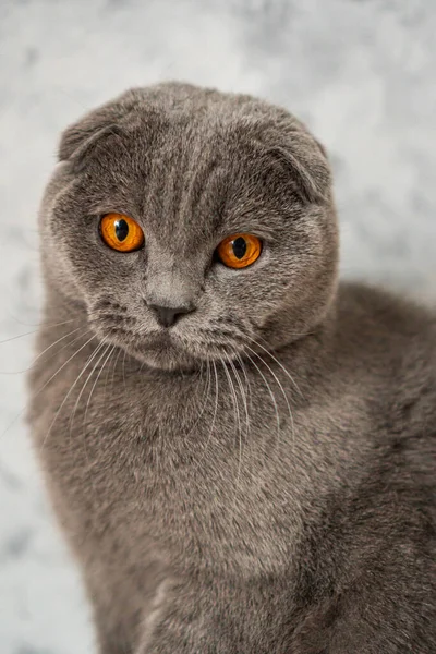 Gray British Fold Cat Brown Eyes Sits Background White Wall — Stock Photo, Image