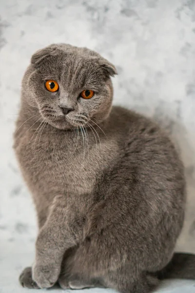 Cinza Britânico Dobra Gato Com Olhos Castanhos Senta Fundo Uma — Fotografia de Stock