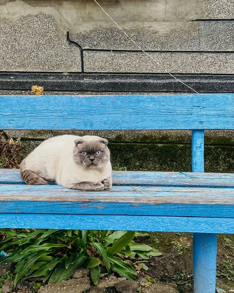イギリスの猫は通りのベンチに横たわっている — ストック写真