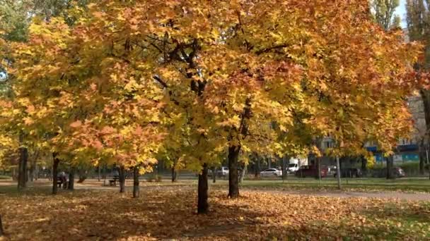 Un hermoso árbol con hojas amarillas y naranjas sopla en el viento. Las hojas amarillentas son arrastradas por el viento. Parque de la ciudad en otoño. Los coches pasan por el parque de la ciudad. Kiev, Ucrania. — Vídeo de stock