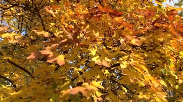 Herbstliche Farben. Ein schöner Baum mit gelben und orangefarbenen Blättern weht im Wind. Sonniger Herbsttag. Herbstliches Naturkonzept. — Stockvideo