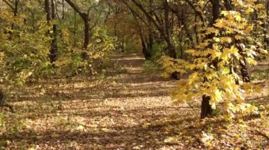 Güneşli bir sonbahar günü. Sonbaharda şehir parkındaki merdivenlerin güzel manzarası. Çok renkli ağaçlar ve parkta yapraklarla süslenmiş bir merdiven. Kırmızı, turuncu, sarı ve yeşil ağaç yaprakları.