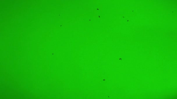 Demage Chromakey Effect Old Interference Distortion Glitches Flicker Green Screen — Stok video