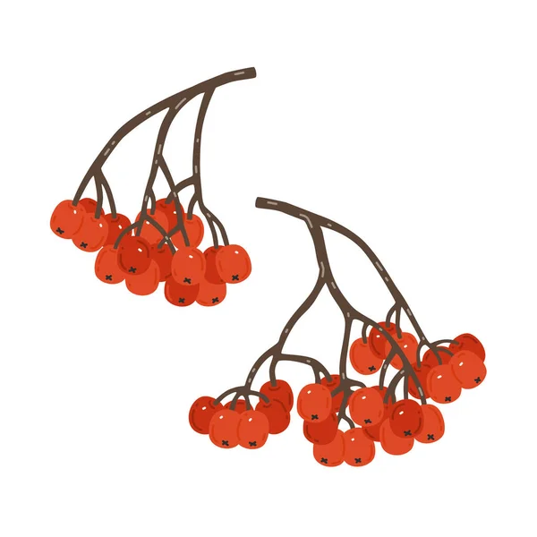 Rowan Branches Arbres Avec Des Baies Rouges Illustration Vectorielle — Image vectorielle