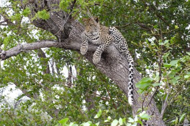 leopar