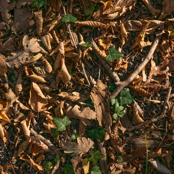                                      Sonbahar. Sarı ve dökülen yapraklar.