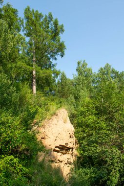 Tom nehrinin kıyısındaki Sandy Cliff. Tomsk bölgesi. Rusya. 