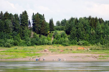 Nehrin kenarından Yeniseilerin kıyılarına bakın. Krasnoyarsk bölgesi. Rusya.