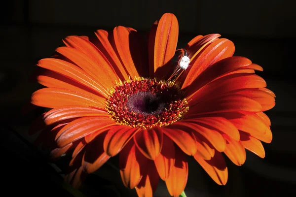 Ring on flower aster - Engagement — Stock Photo, Image