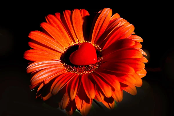 Gerbera-Blume mit Herz - glückliche Valentinstage — Stockfoto